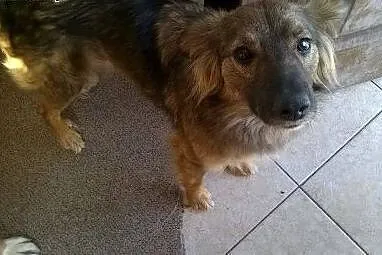 Akwa - roczna milutka sunia szuka domu! Dom tymcza