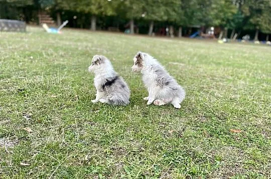 Border Collie merle samiec piesek, Świętokrzyskie, Ostrowiec Świętokrzyski