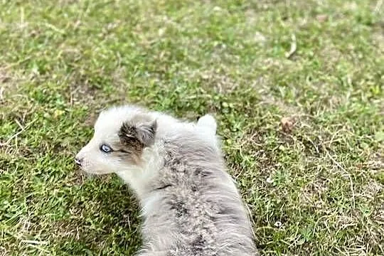 Border Collie merle samiec piesek, Świętokrzyskie, Ostrowiec Świętokrzyski