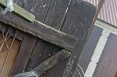 Sprzedam ptaki