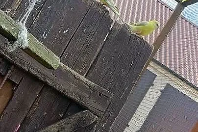 Sprzedam ptaki, Wielkopolskie, Pleszew