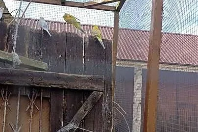 Sprzedam ptaki, Wielkopolskie, Pleszew