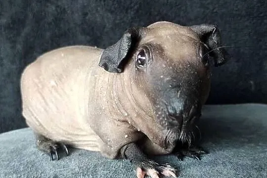 Świnka morska cavia skinny Baldwin US Teddy cavia z hodowli, Śląskie, Dąbrowa Górnicza