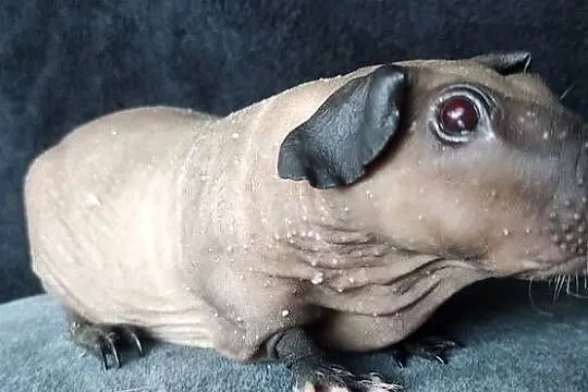 Świnka morska cavia skinny Baldwin US Teddy cavia z hodowli, Śląskie, Dąbrowa Górnicza