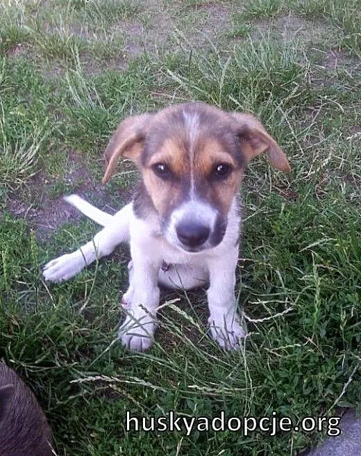 FREDDIE- kochany szczeniak do adopcji, małopolski