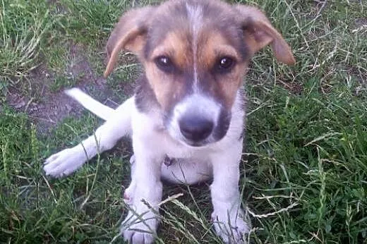 FREDDIE- kochany szczeniak do adopcji,  małopolski