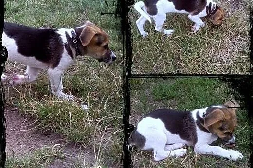 FREDDIE- kochany szczeniak do adopcji,  małopolski