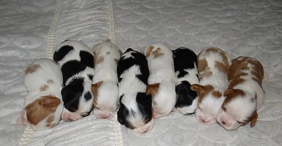 Cavaliery rodowód ZKwP