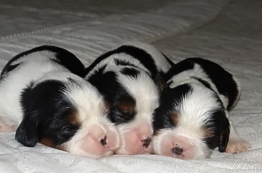 Cavaliery rodowód ZKwP