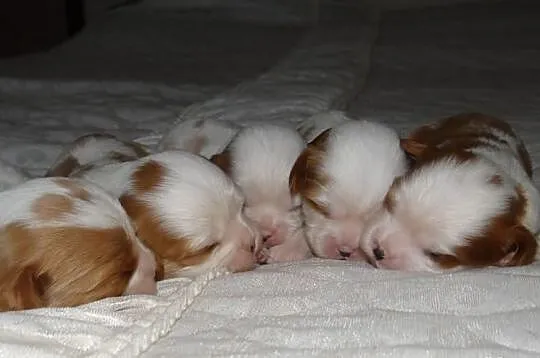 Cavaliery rodowód ZKwP