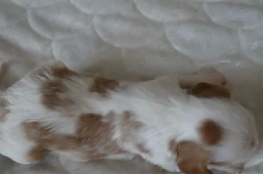 Cavaliery rodowód ZKwP