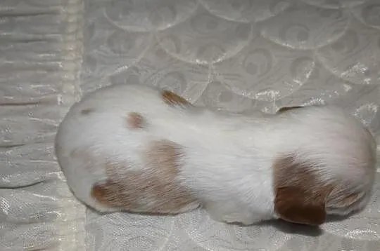 Cavaliery rodowód ZKwP