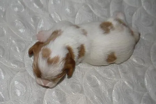 Cavaliery rodowód ZKwP