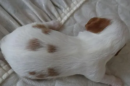 Cavaliery rodowód ZKwP