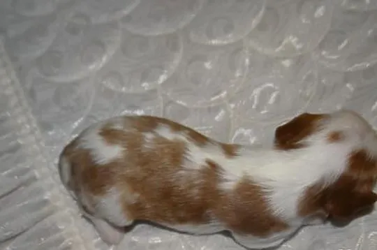 Cavaliery rodowód ZKwP