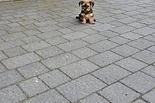 York terrier chłopczyk