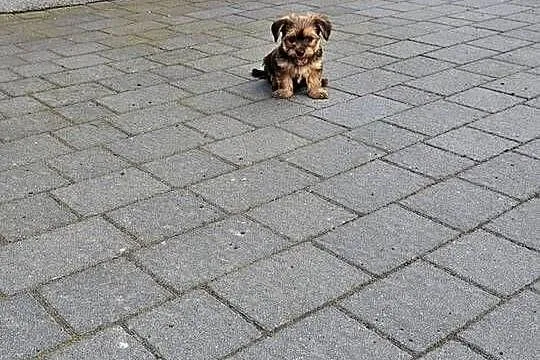 York terrier chłopczyk, Łódzkie, Chróścin