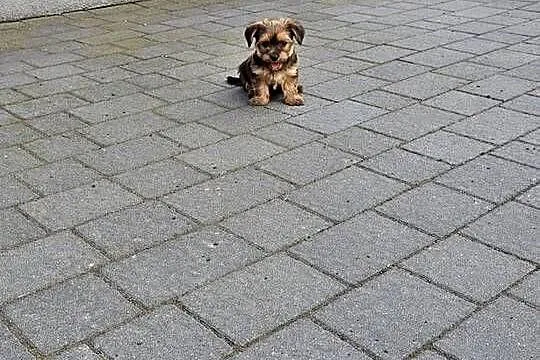 York terrier chłopczyk, Łódzkie, Chróścin