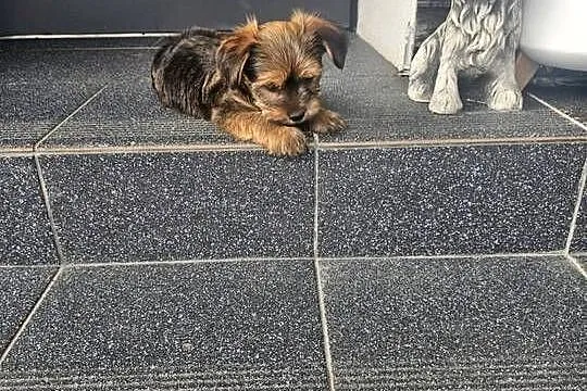 York terrier chłopczyk, Łódzkie, Chróścin