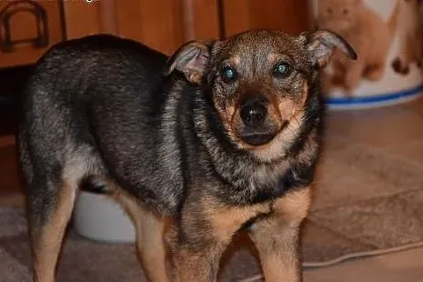 10 miesięczna Lila, nieduża, grzeczna i kochana su