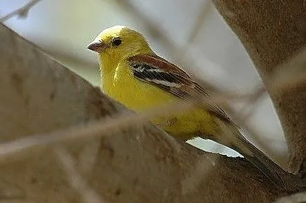 Wróbel cytrynowy, Śląskie, Racibórz