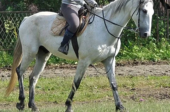 Wydzierzawię wałacha po Corrado Boy, Lublin