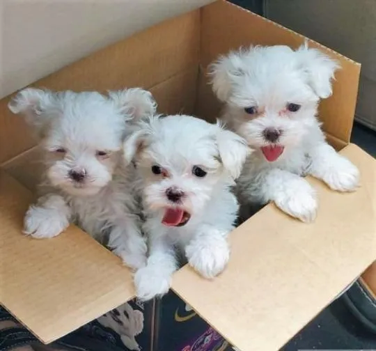 Urocze białe maltańczyki do adopcji e-mail: {{monikabroza829@gmail.com}}, , Krasków