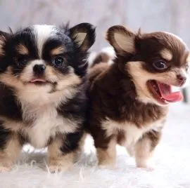 Przepiękne Chihuahua szczenięta gotowe do sprzedaży w nowych domach