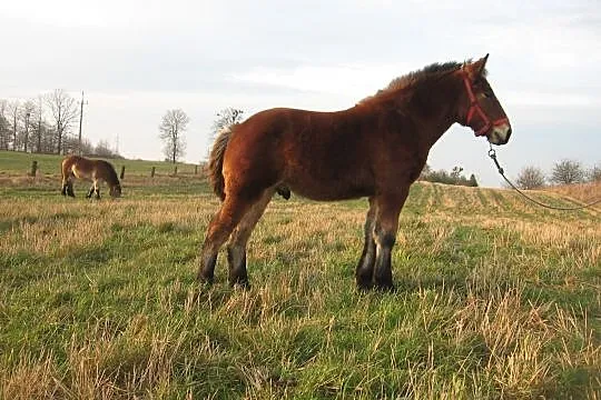 NORD Ogier Zimnkrwisty, , Rogiedle