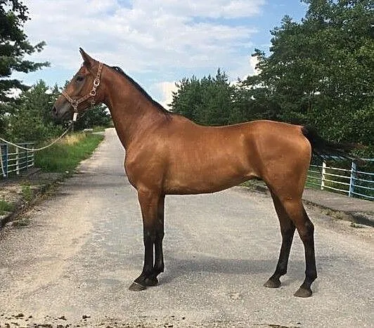 5-latek AA, El-vis oo x Bartnik x Avangard oo, , Raczki