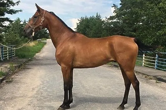 5-latek AA, El-vis oo x Bartnik x Avangard oo, , Raczki