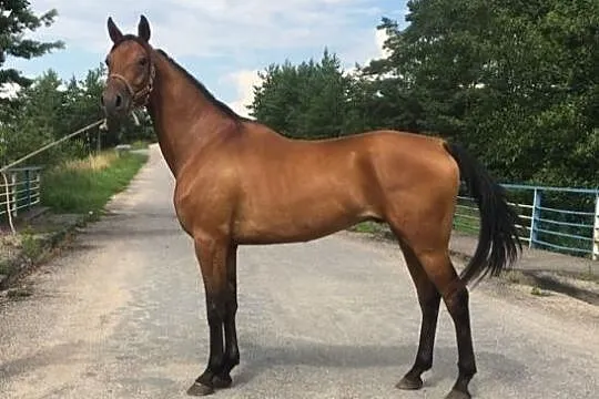 5-latek AA, El-vis oo x Bartnik x Avangard oo, , Raczki