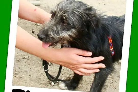 2 lata,7kg,jamnik,sznaucer mix,spokojna,nieśmiała 