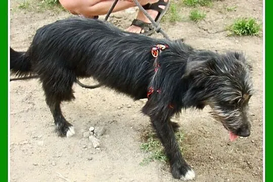 2 lata,7kg,jamnik,sznaucer mix,spokojna,nieśmiała 