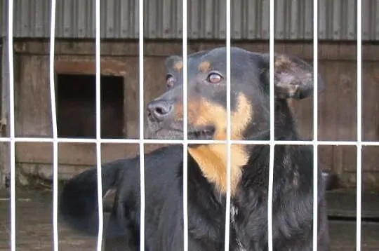 Pongo - bardzo łagodny średni kundelek
