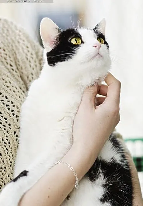 Piękna Malwinka do adopcji, śląskie Gliwice
