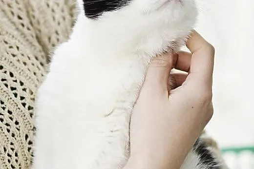 Piękna Malwinka do adopcji,  śląskie Gliwice
