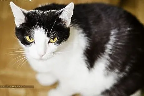 Piękna Malwinka do adopcji,  śląskie Gliwice