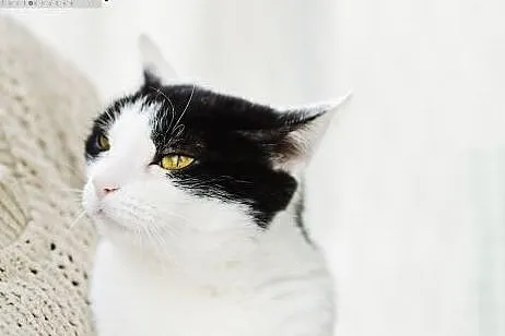 Piękna Malwinka do adopcji,  śląskie Gliwice