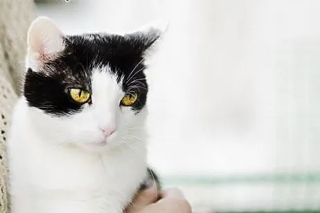 Piękna Malwinka do adopcji,  śląskie Gliwice