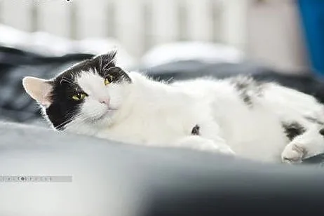 Piękna Malwinka do adopcji,  śląskie Gliwice