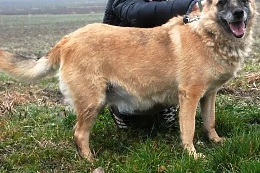 Niulka kochana, łagodna, spokojna duża suczka ADOP