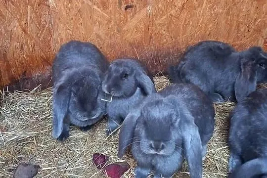 Królik baran francuski niebieski i lawendowy, Małopolskie, Szczucin