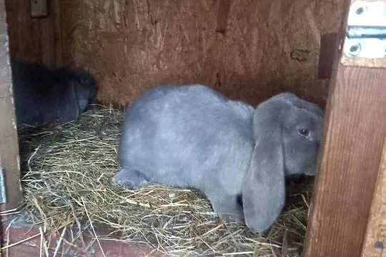 Królik baran francuski niebieski i lawendowy, Małopolskie, Szczucin