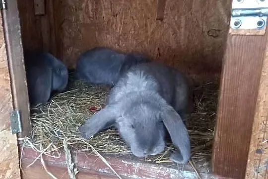 Królik baran francuski niebieski i lawendowy, Małopolskie, Szczucin