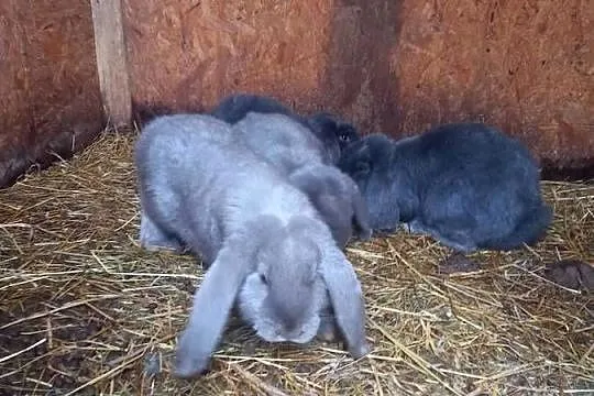 Królik baran francuski niebieski i lawendowy, Małopolskie, Szczucin