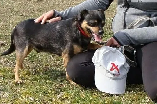Boberek maluszek z łańcucha szuka domku, Mazowieckie, Warszawa