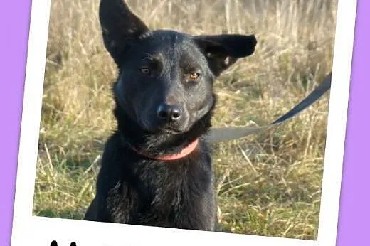 Roczna,średnia 15 kg suczka MARKIZA, przyjazna,wesoła,łagodna.Adopcja,  wielkopolskie Poznań