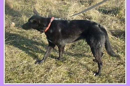 Roczna,średnia 15 kg suczka MARKIZA, przyjazna,wes