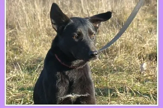 Roczna,średnia 15 kg suczka MARKIZA, przyjazna,wes